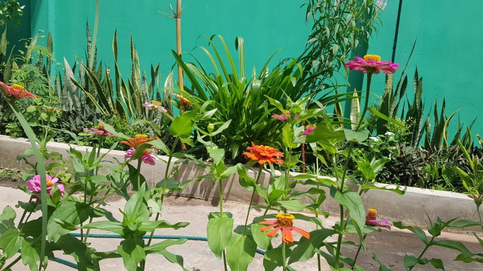 Bloom Garden Bed & Breakfast Siem Reap Exterior foto