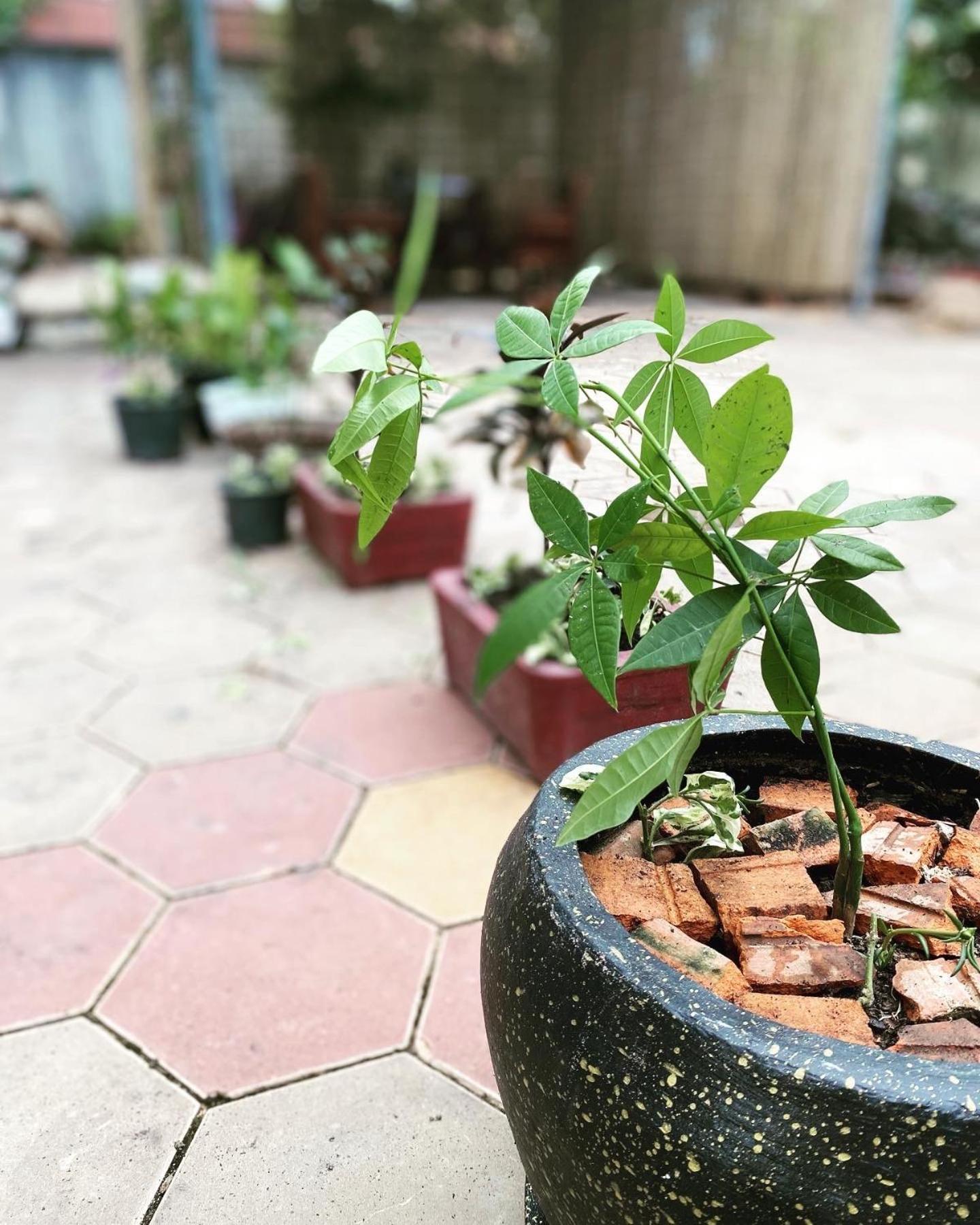 Bloom Garden Bed & Breakfast Siem Reap Exterior foto